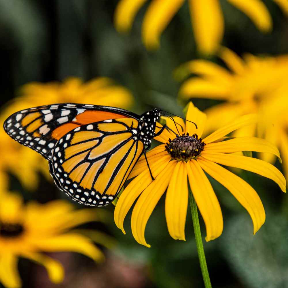 Garden Sprinkles | Monarch Milkweed