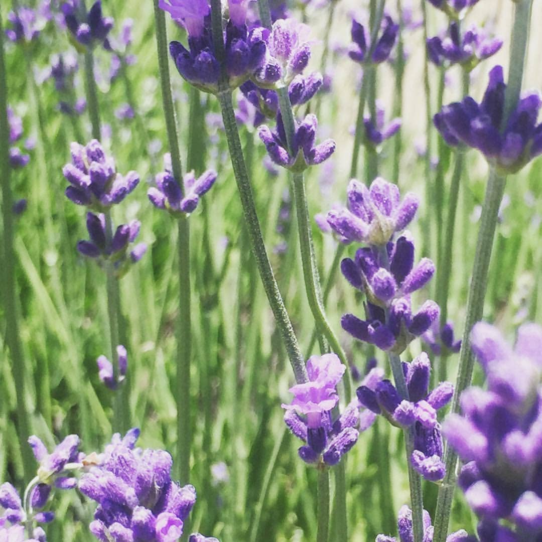 Garden Sprinkles | Lavender