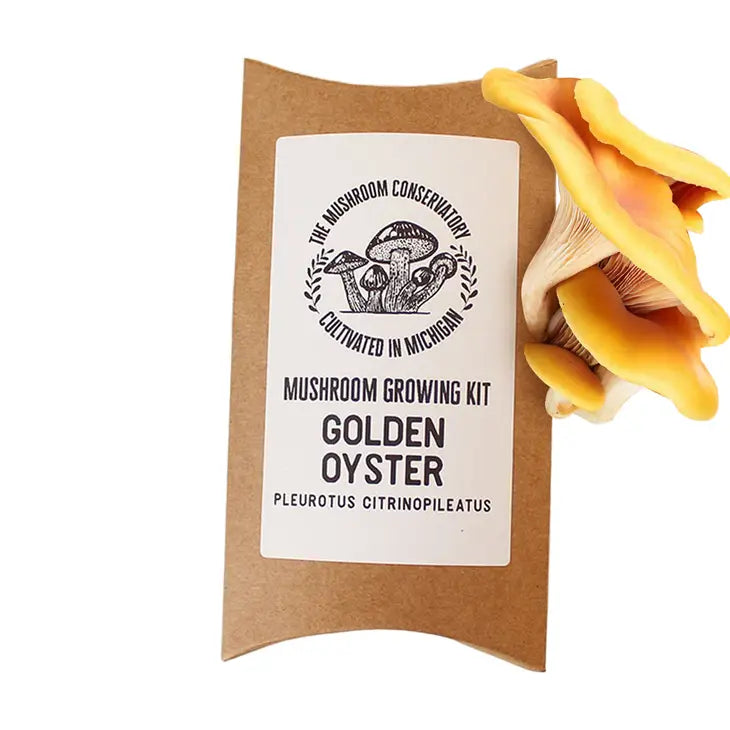 Golden Oyster Edible Gourmet Mushroom Growing Kit