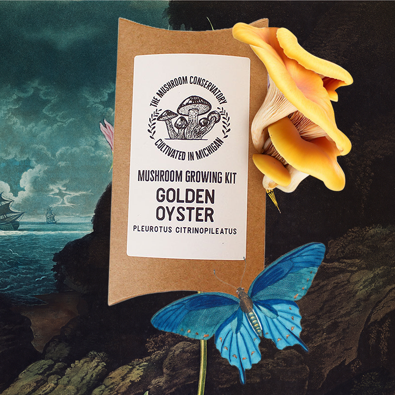 Golden Oyster Edible Gourmet Mushroom Growing Kit